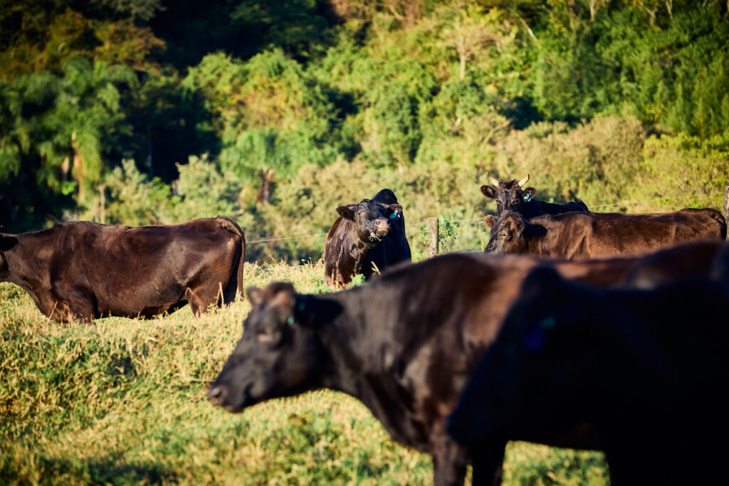 Fazenda ao amanhecer com vacas Wagyu pastando, cercadas por árvores e um vaqueiro cuidando delas, ilustrando manejo humanizado crucial.