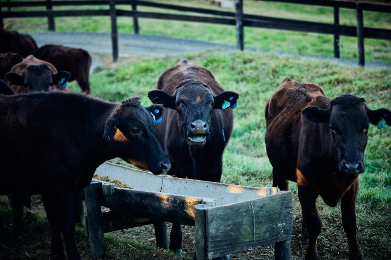 Gado Wagyu de raça pura pastando em uma pastagem verde sob um céu azul, destacando-se por sua pelagem preta e marrom brilhante e montanhas ao fundo.