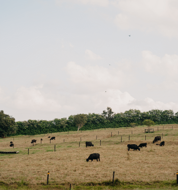 Design sem nome (22)